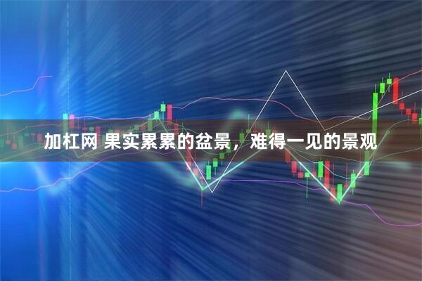 加杠网 果实累累的盆景，难得一见的景观
